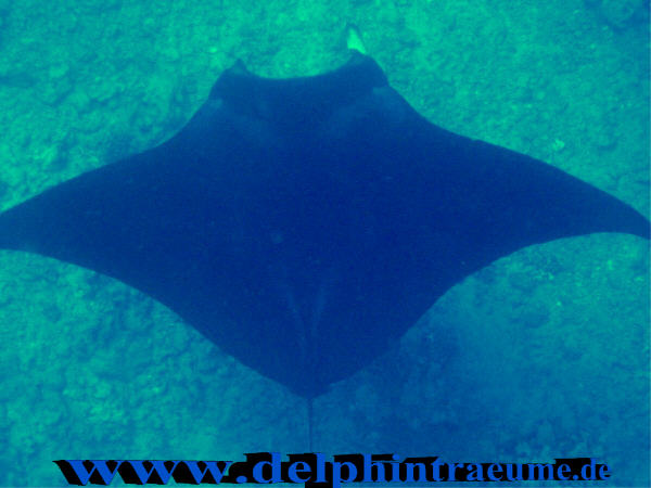 Manta-Ray - von oben -- Spannweite ca. 5m