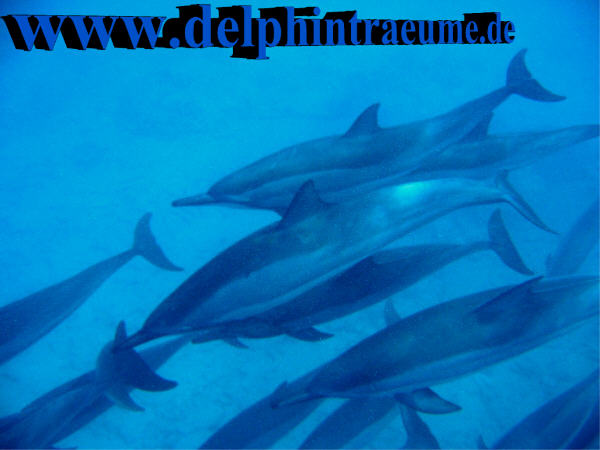 Delphin Gruppe