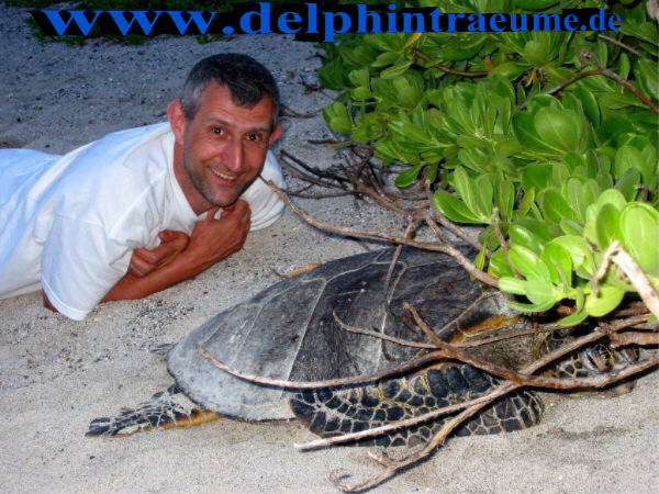 Schildkröte (Turtle) mit Ingo