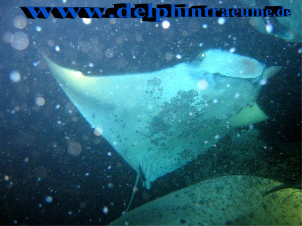 Manta in Manta-Heaven
