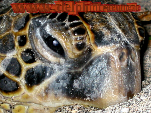 Turtle nah
