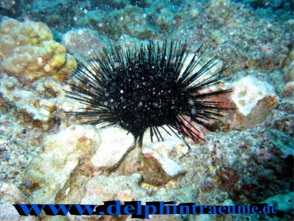 Seeigel