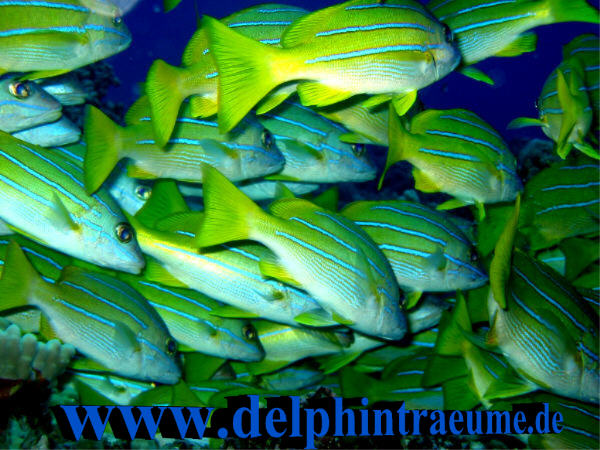 Fischschwarm